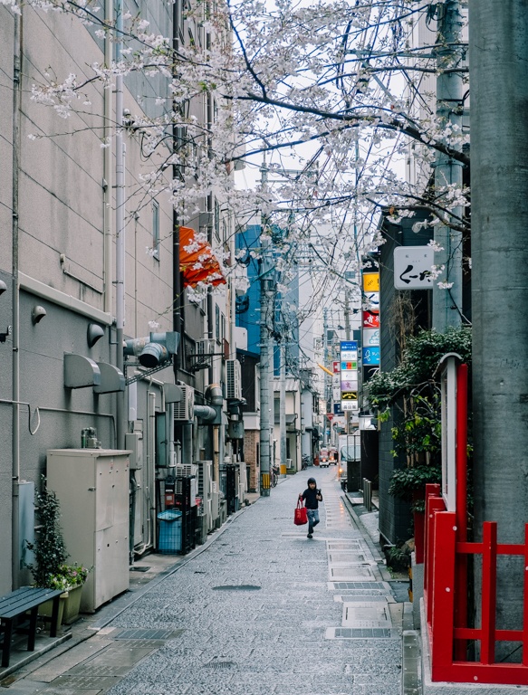 mua hoa anh dao Nhat Ban anh 9