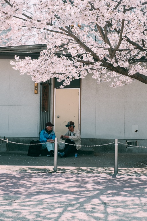 mua hoa anh dao Nhat Ban anh 8