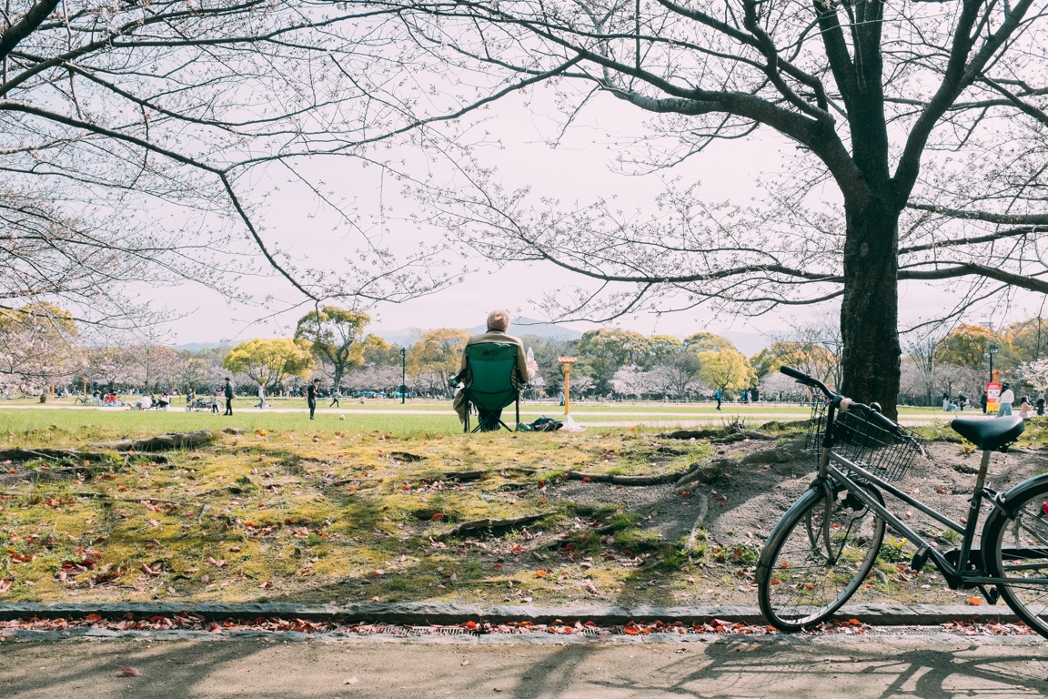 mua hoa anh dao Nhat Ban anh 28