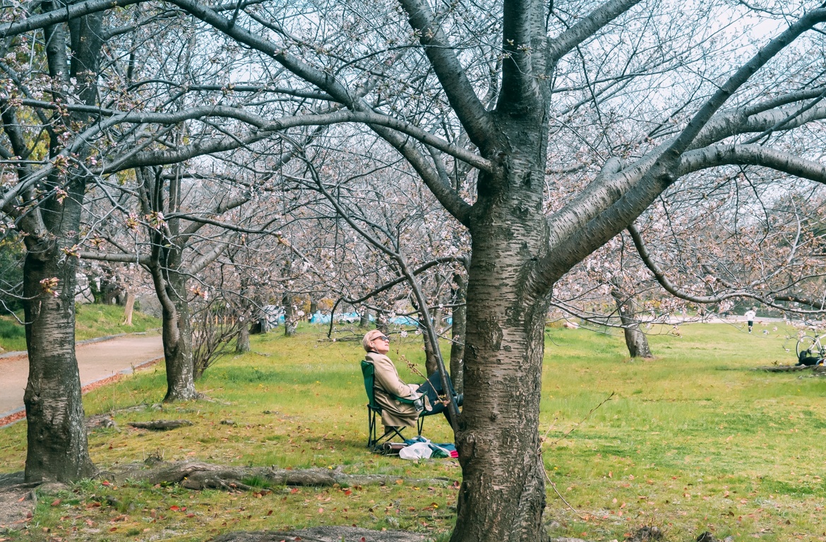 mua hoa anh dao Nhat Ban anh 29