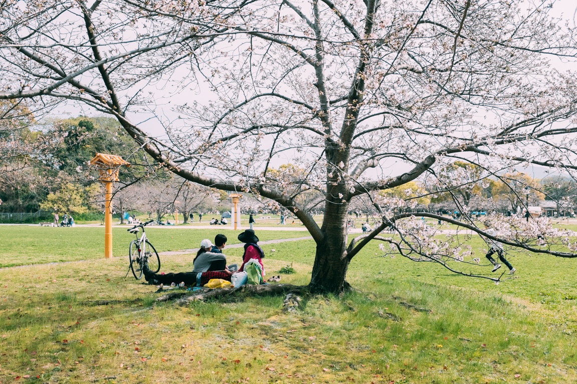 mua hoa anh dao Nhat Ban anh 32