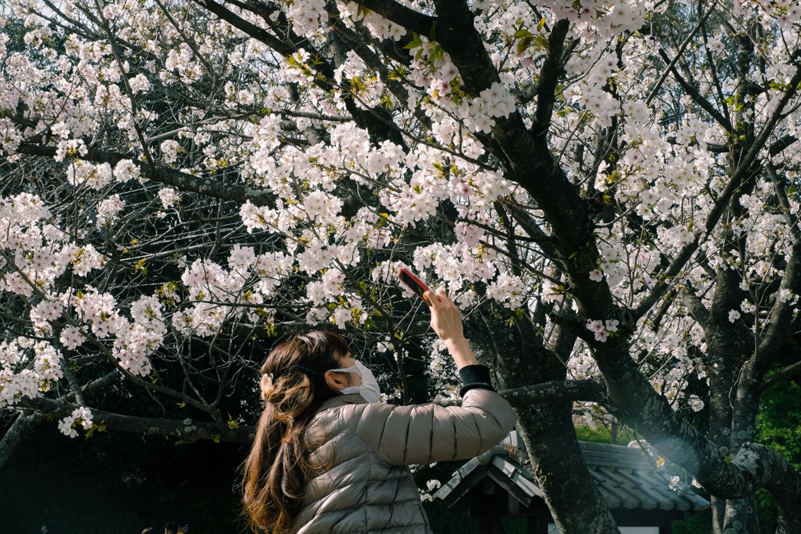 mua hoa anh dao Nhat Ban anh 22