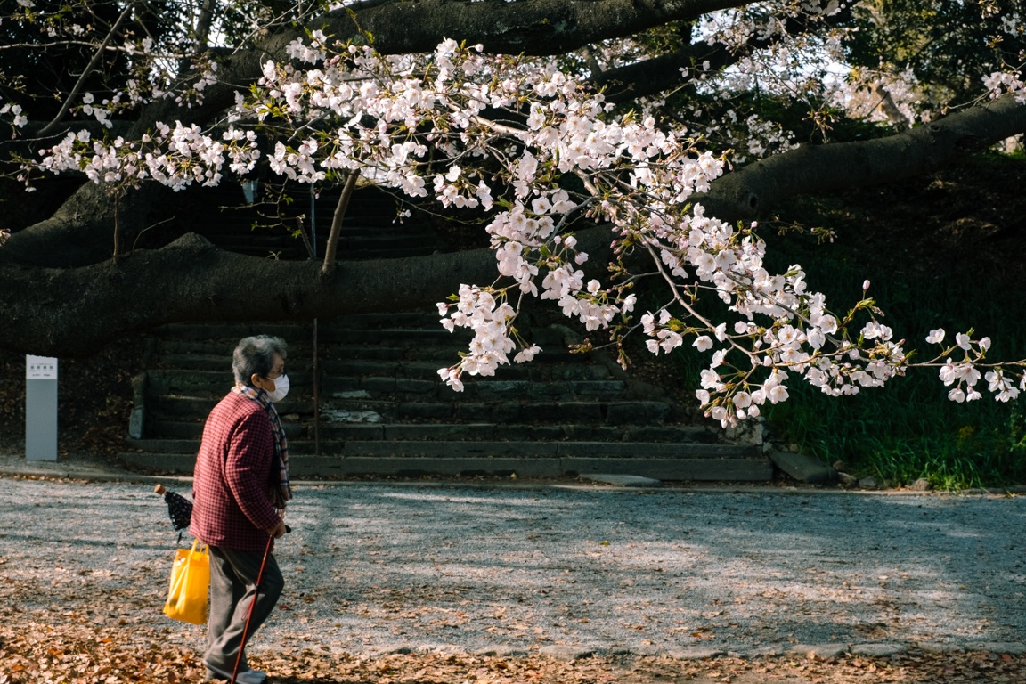 mua hoa anh dao Nhat Ban anh 30