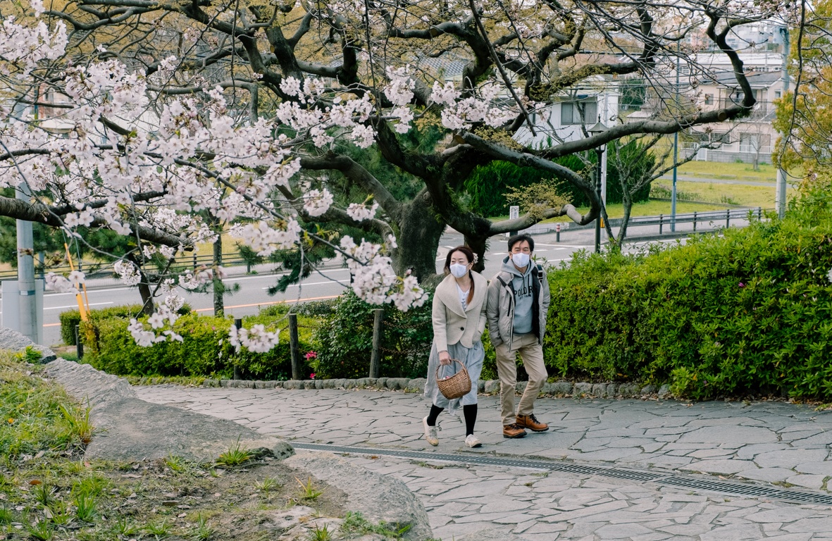 mua hoa anh dao Nhat Ban anh 31