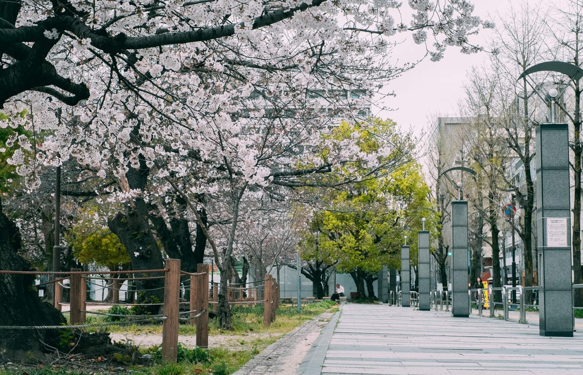 mua hoa anh dao Nhat Ban anh 17