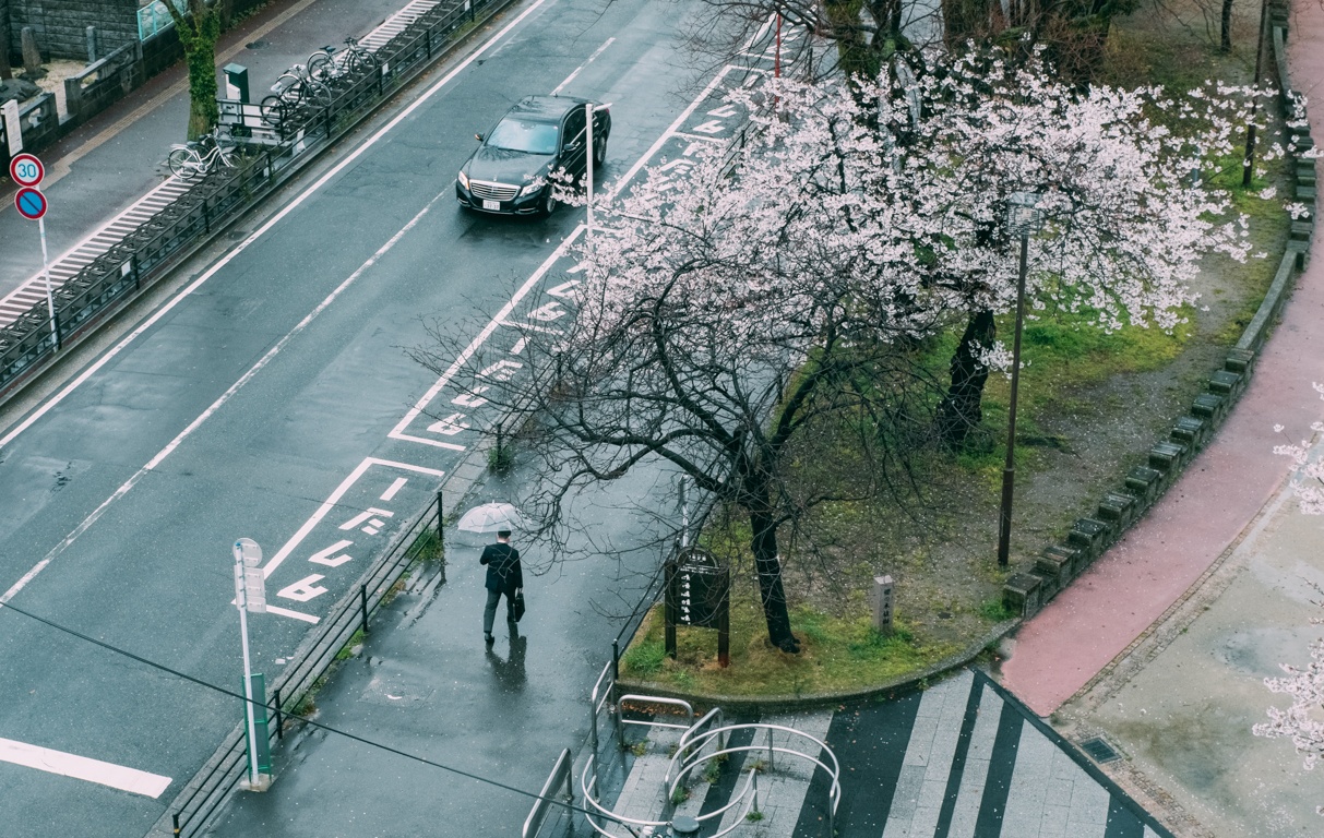 mua hoa anh dao Nhat Ban anh 18