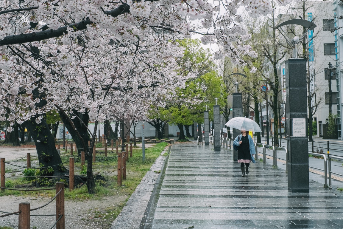 mua hoa anh dao Nhat Ban anh 19