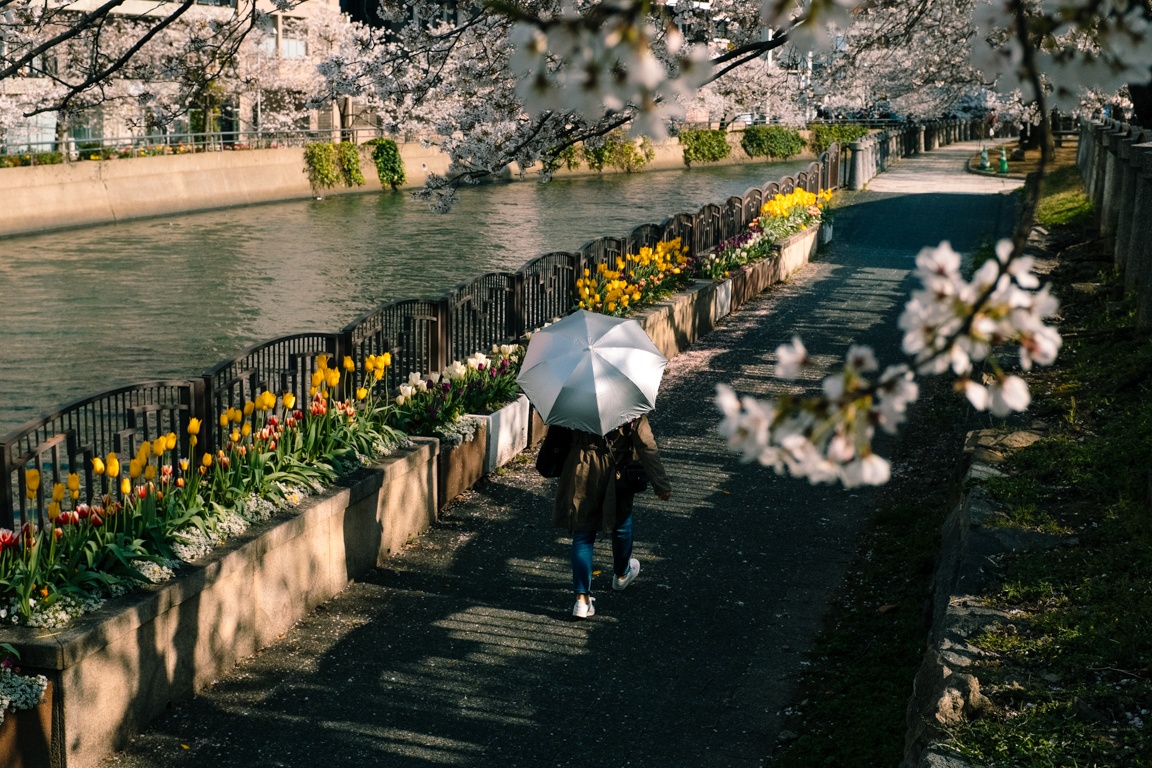 mua hoa anh dao Nhat Ban anh 20