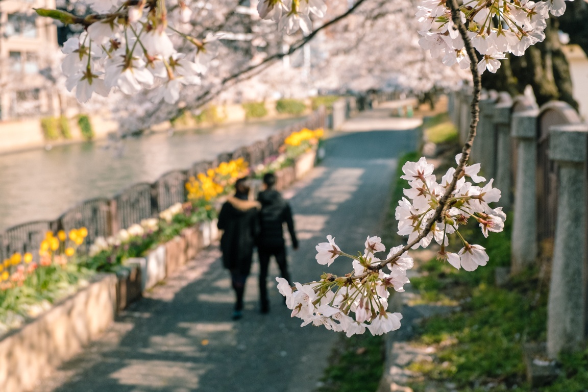 mua hoa anh dao Nhat Ban anh 15