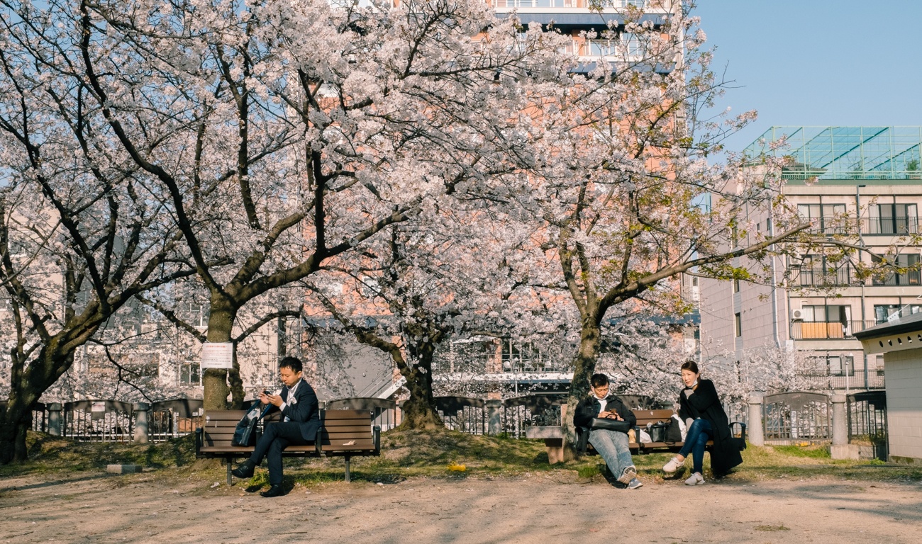 mua hoa anh dao Nhat Ban anh 33