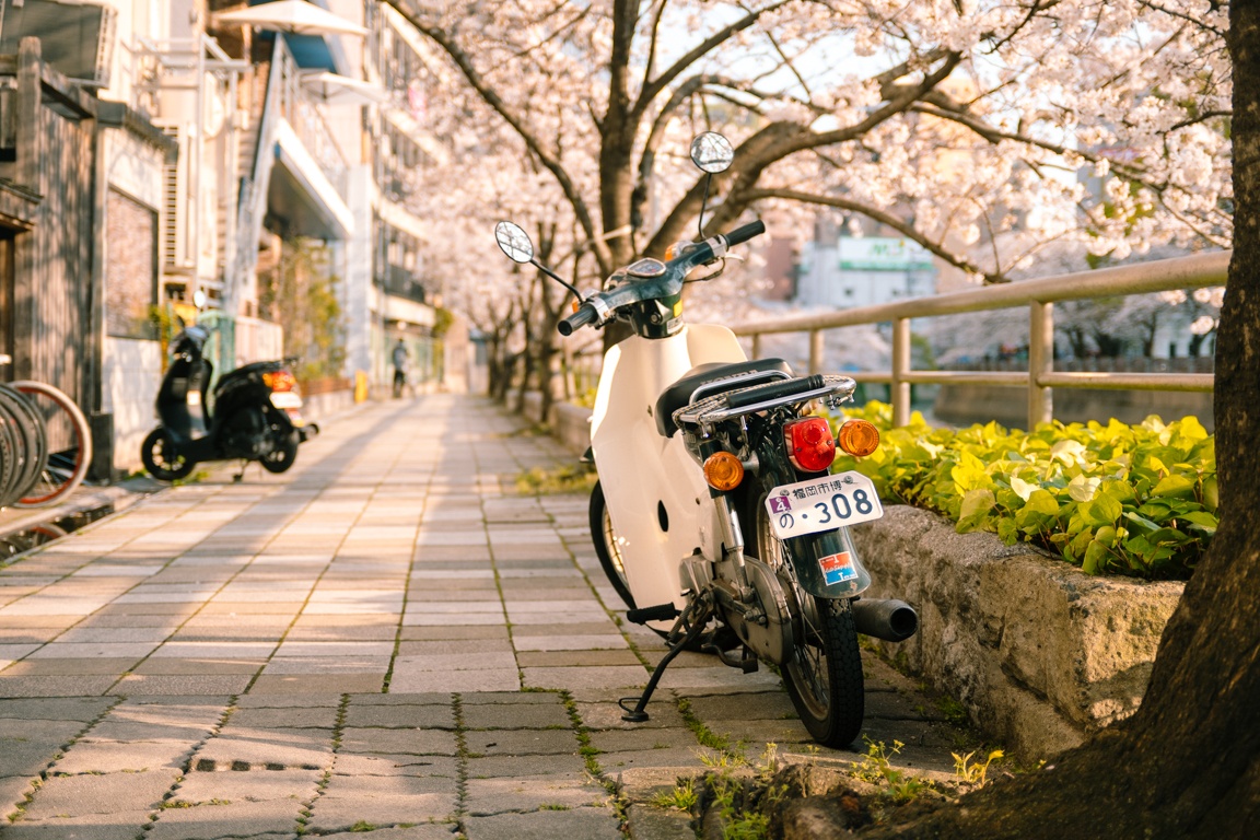 mua hoa anh dao Nhat Ban anh 16