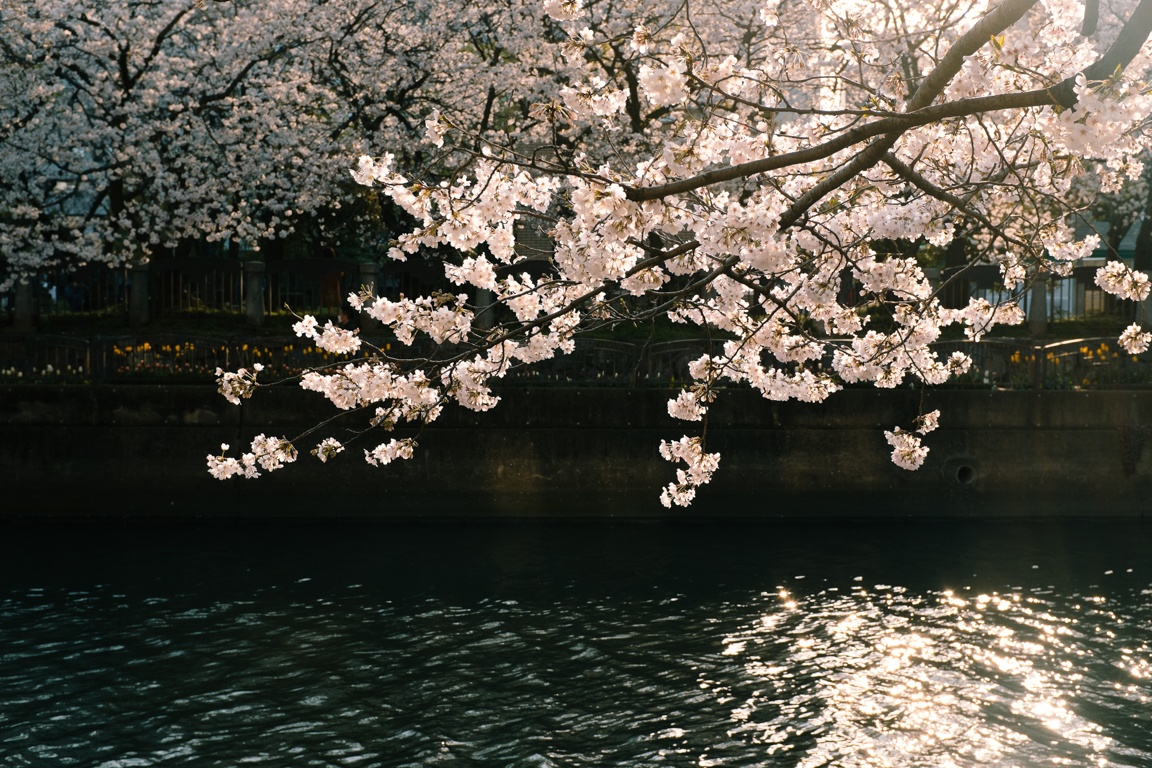 mua hoa anh dao Nhat Ban anh 14