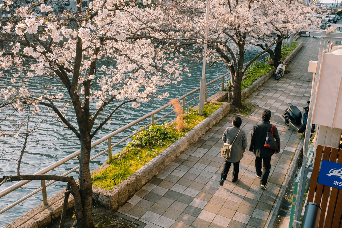 mua hoa anh dao Nhat Ban anh 34