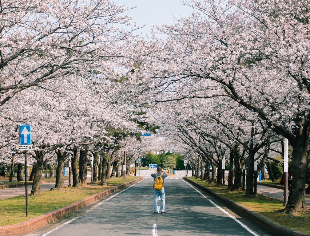 mua hoa anh dao Nhat Ban anh 35
