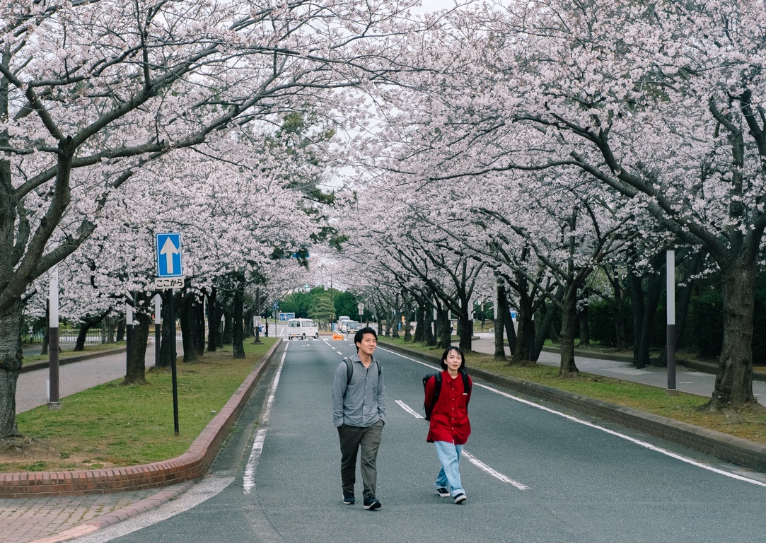 mua hoa anh dao Nhat Ban anh 39