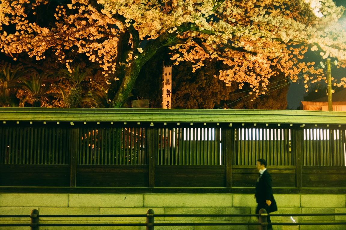 mua hoa anh dao Nhat Ban anh 43