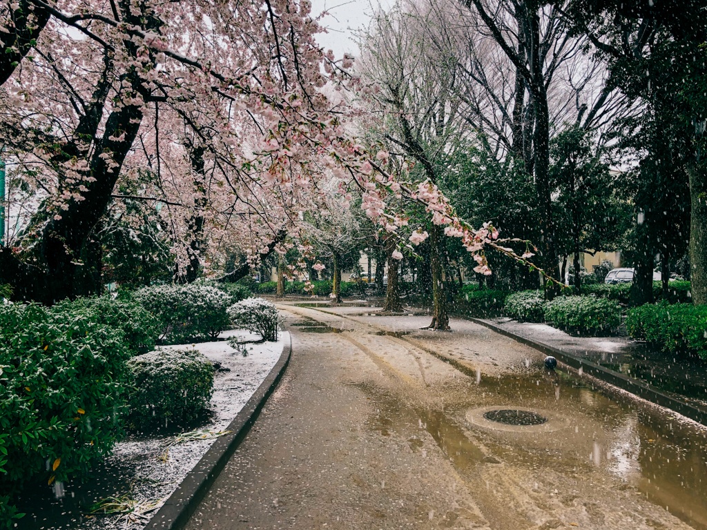 mua hoa anh dao Nhat Ban anh 7