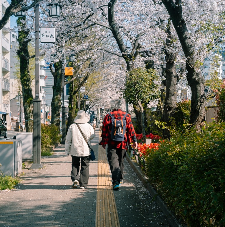 mua hoa anh dao Nhat Ban anh 40