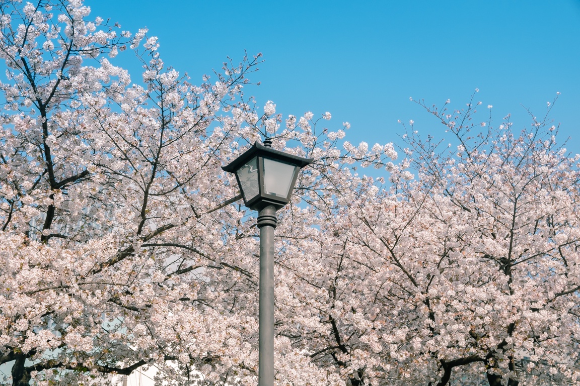 mua hoa anh dao Nhat Ban anh 12