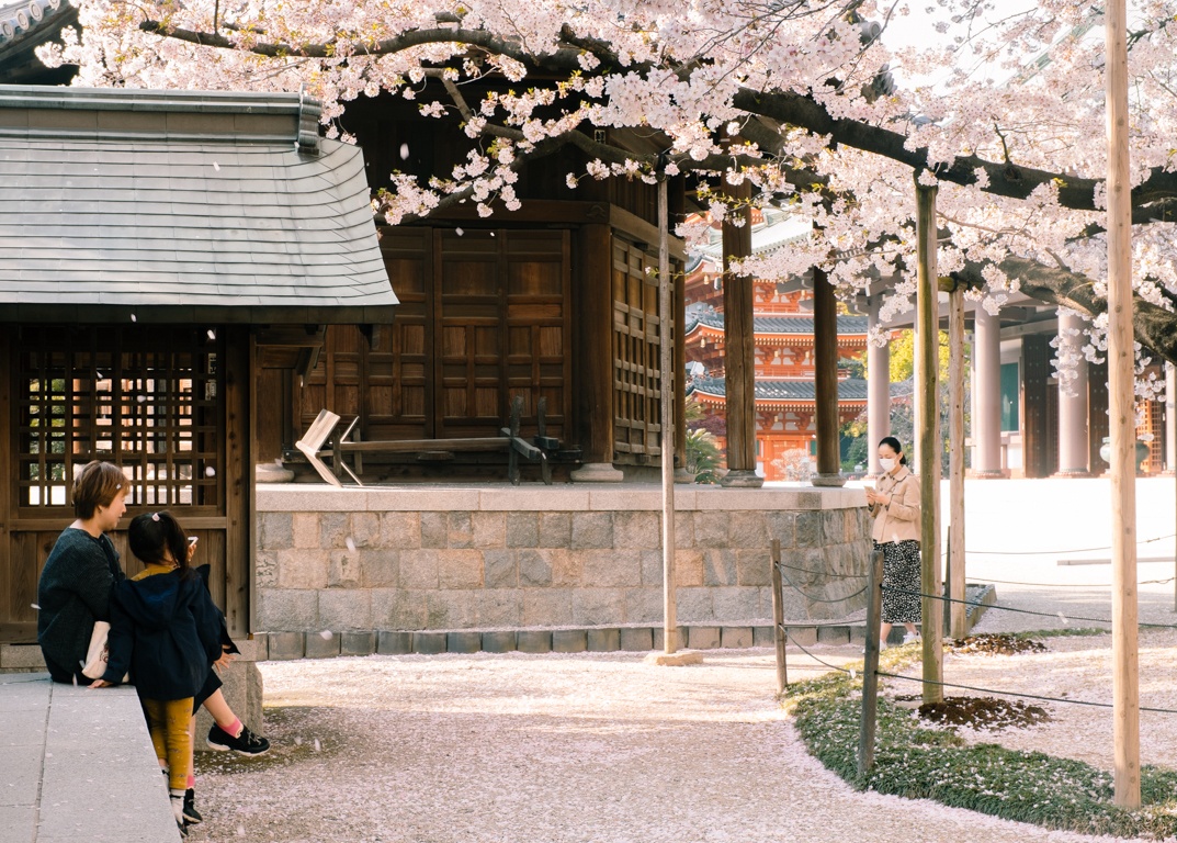 mua hoa anh dao Nhat Ban anh 41