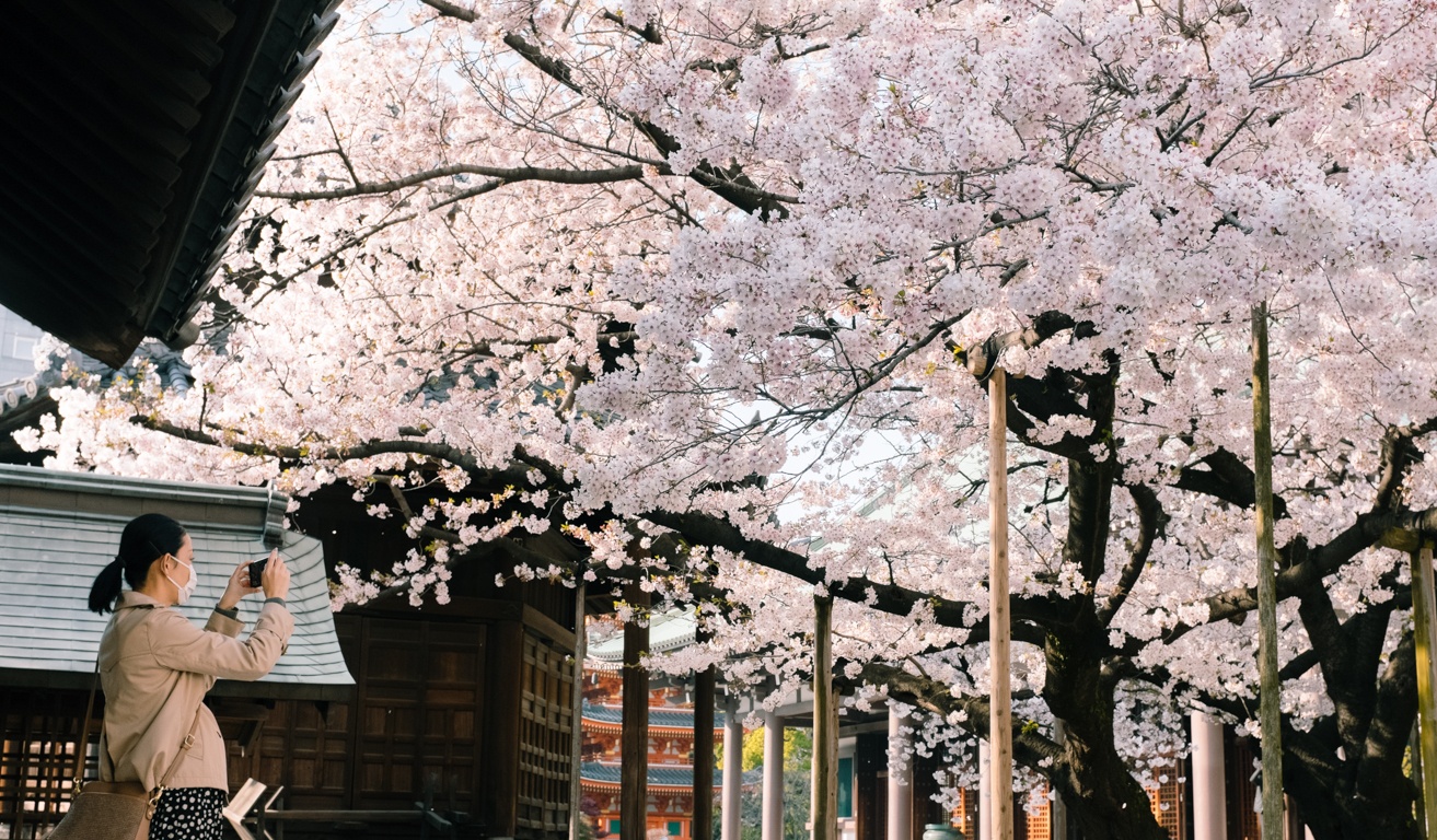 mua hoa anh dao Nhat Ban anh 42