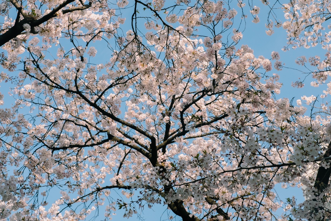 mua hoa anh dao Nhat Ban anh 13