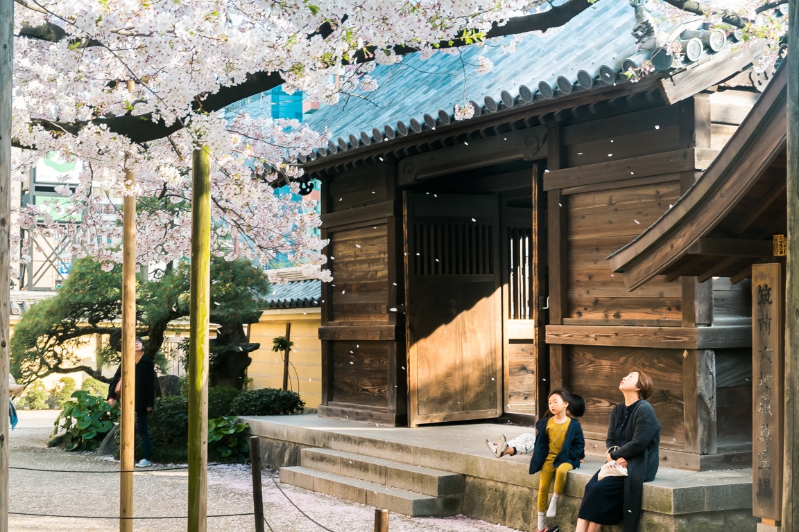 Mua hoa anh dao tinh lang, man mac buon o Nhat hinh anh