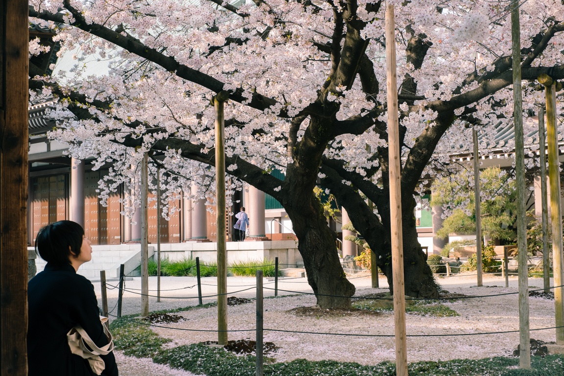 mua hoa anh dao Nhat Ban anh 44