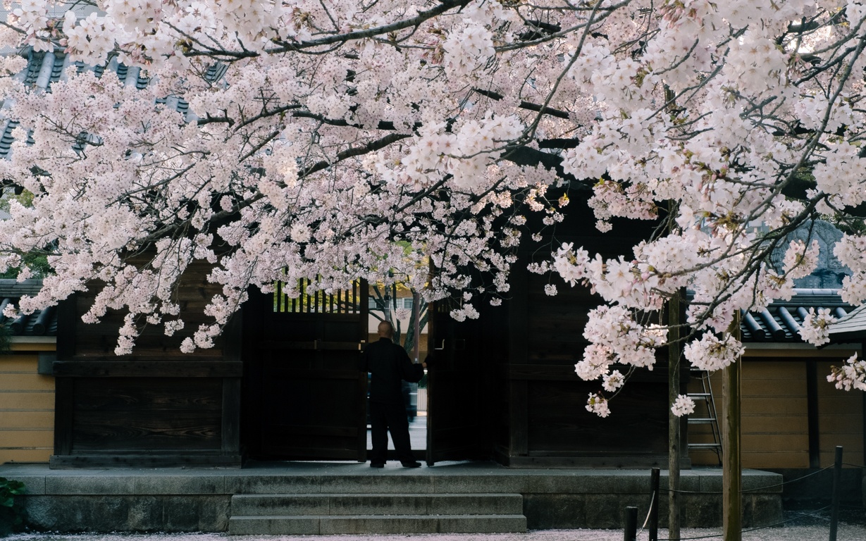 mua hoa anh dao Nhat Ban anh 10