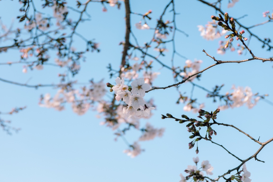 mua hoa anh dao Nhat Ban anh 6