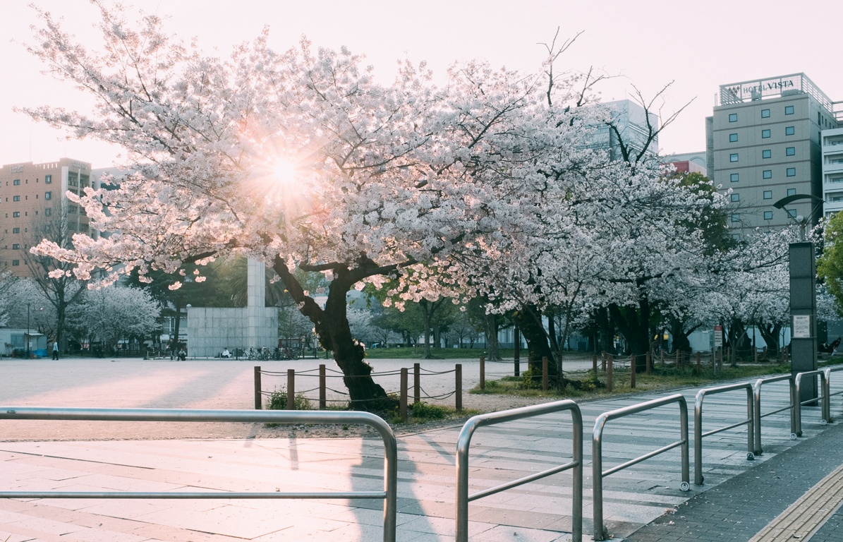 mua hoa anh dao Nhat Ban anh 21