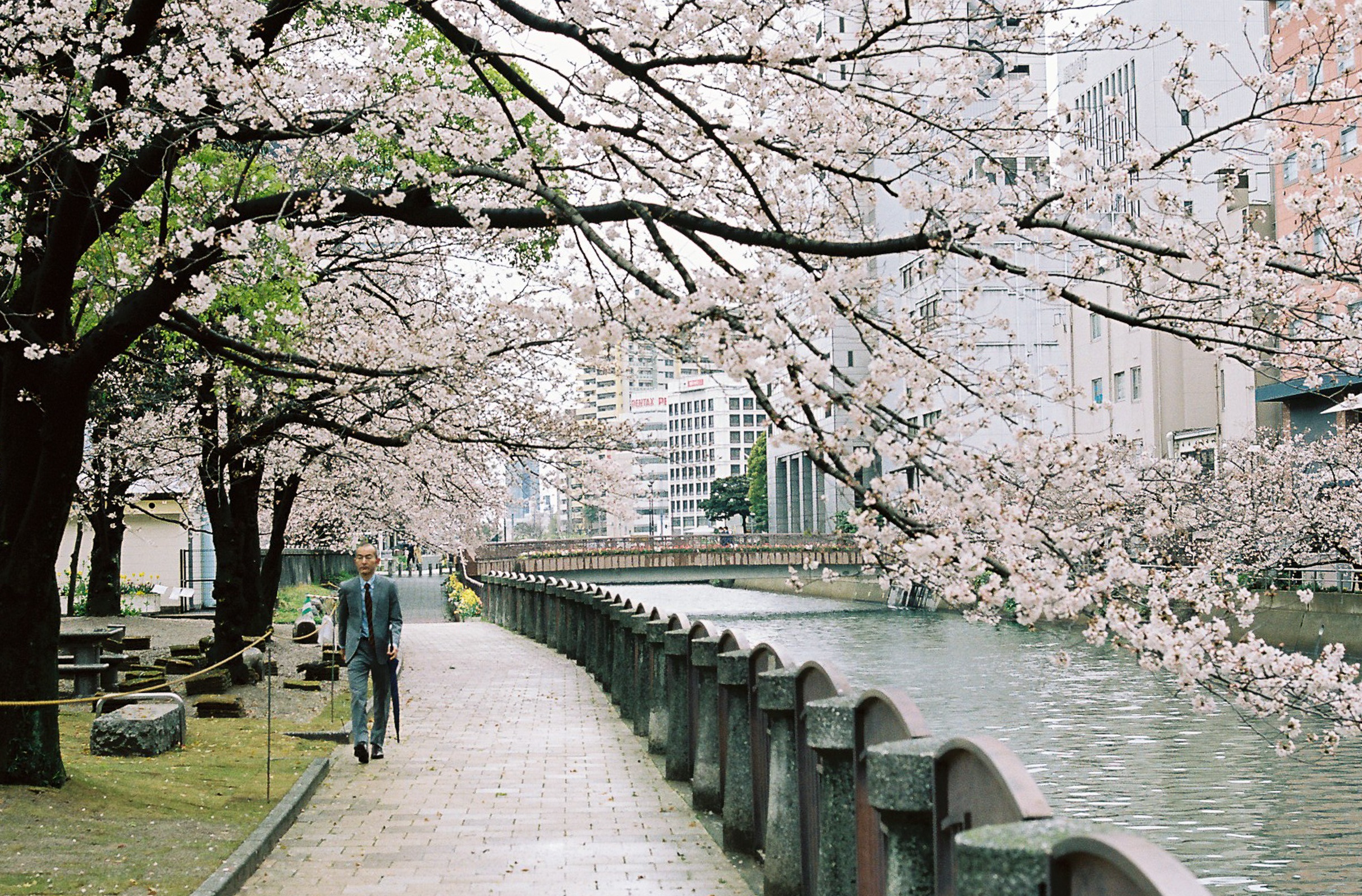 mua hoa anh dao Nhat Ban anh 2