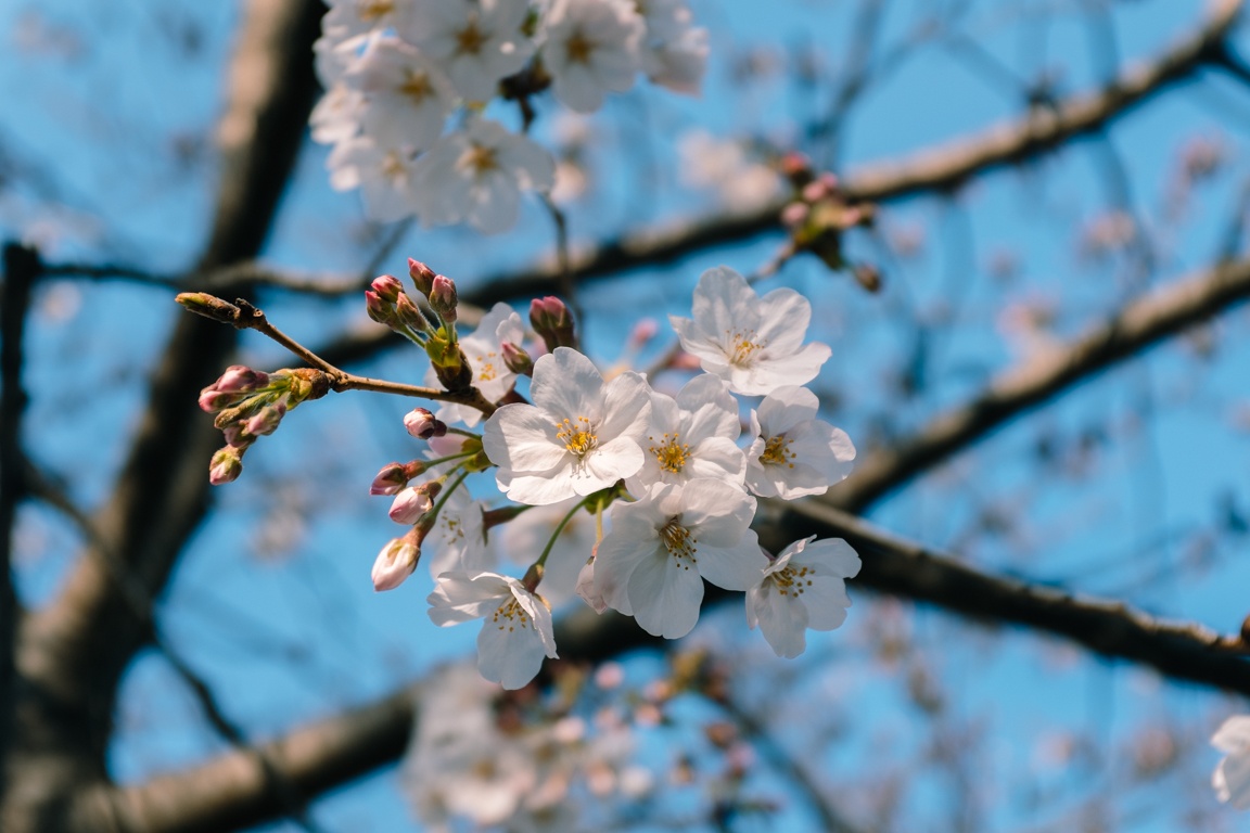 mua hoa anh dao Nhat Ban anh 5