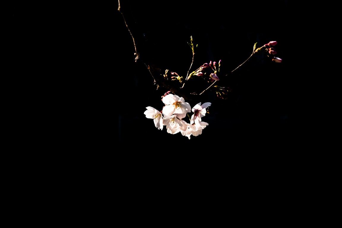 mua hoa anh dao Nhat Ban anh 4