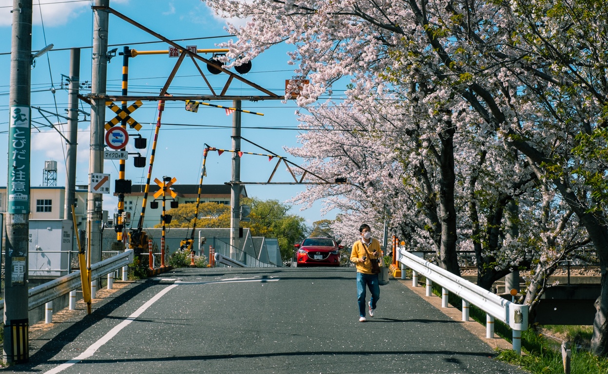 mua hoa anh dao Nhat Ban anh 37