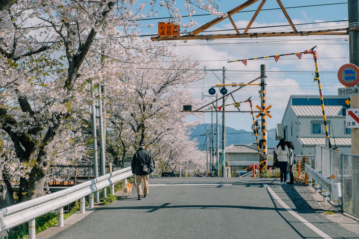mua hoa anh dao Nhat Ban anh 38