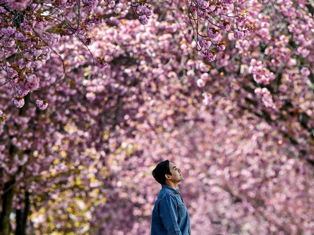 hoa anh dao khong nguoi ngam anh 5