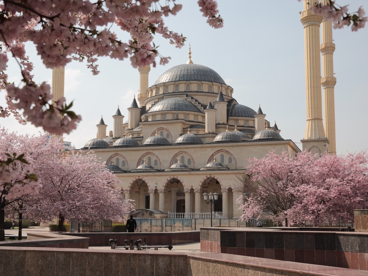 hoa anh dao khong nguoi ngam anh 7