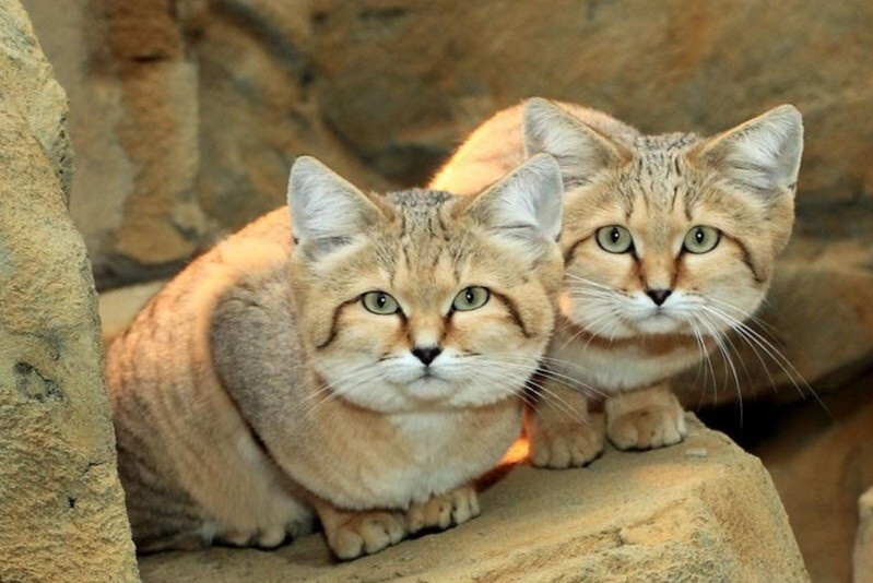 Loai meo duy nhat song o sa mac khac nghiet hinh anh