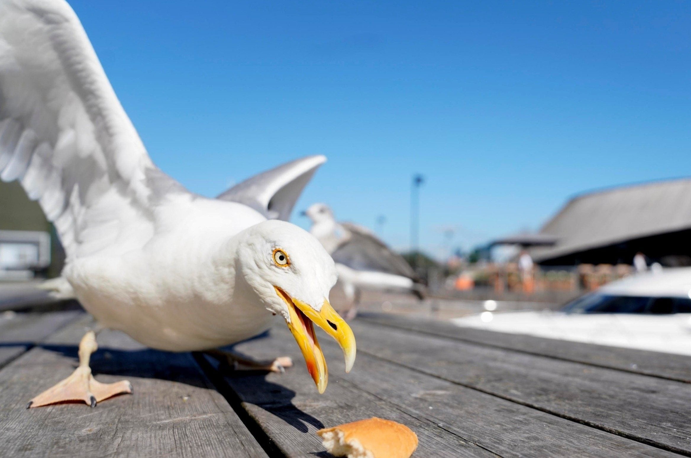 Du khach nem chim hai au tho bao sau khi check-in cung hinh anh