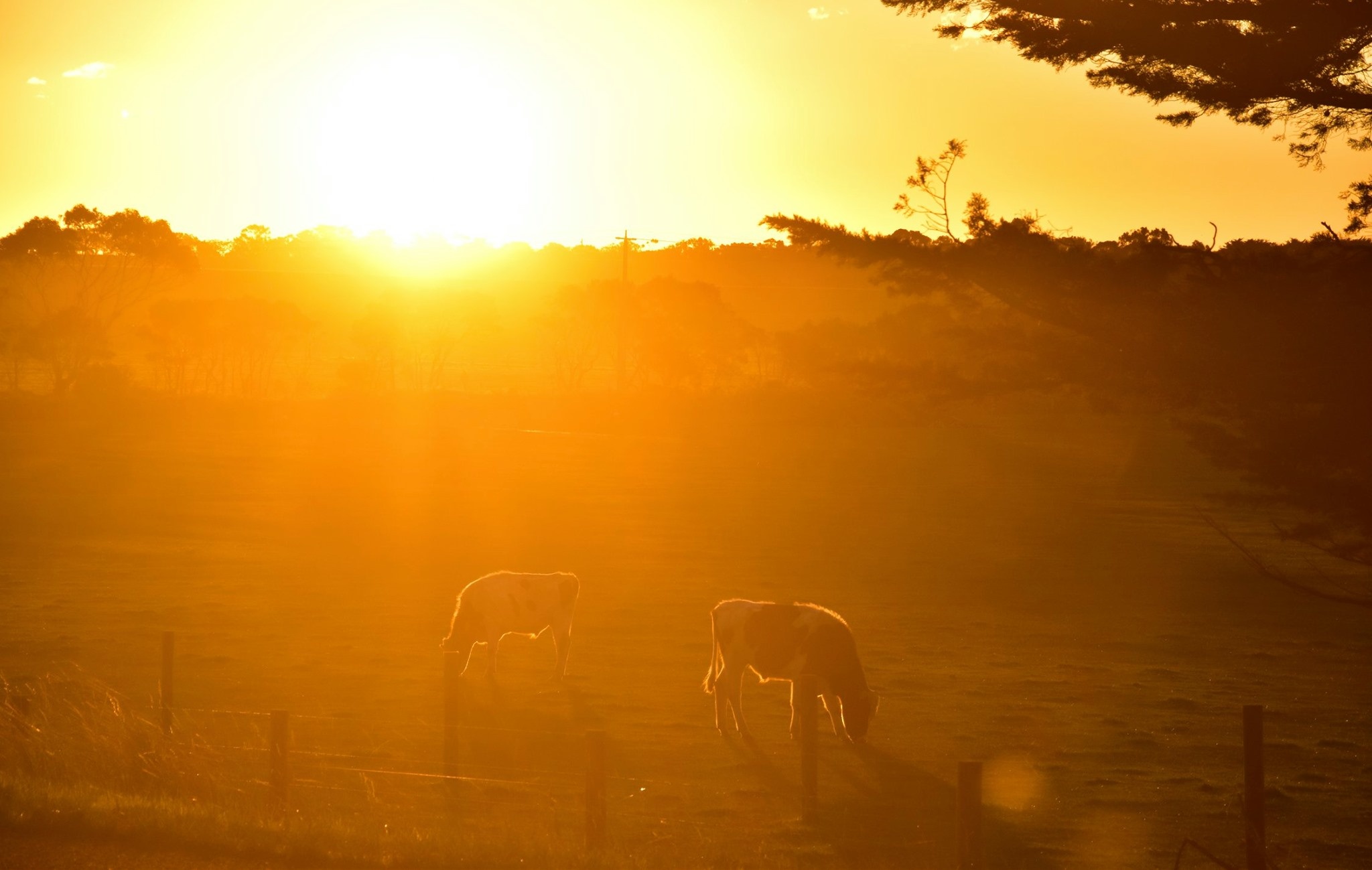 Tran Dang Dang Khoa anh 51