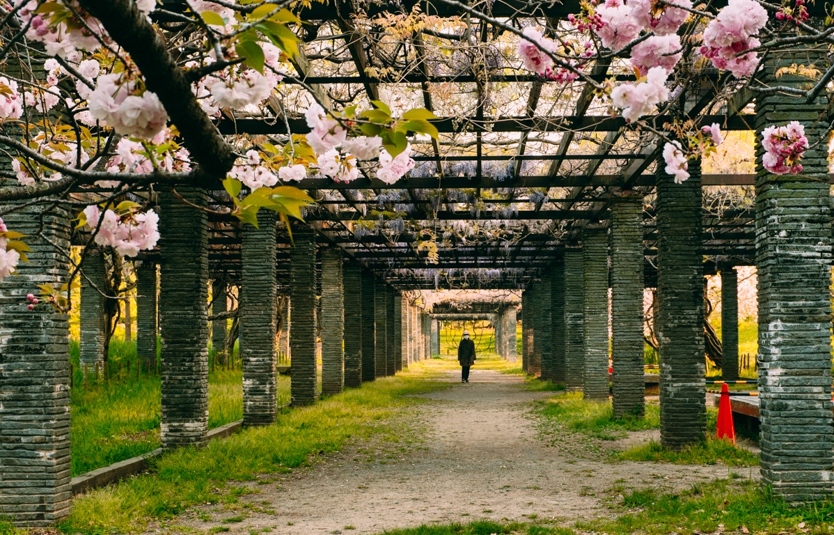 tuan le vang Nhat Ban anh 11