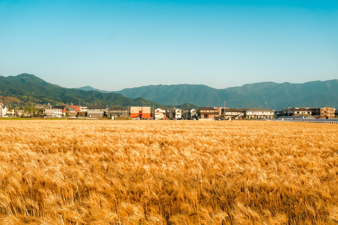 dong que Nhat Ban anh 3