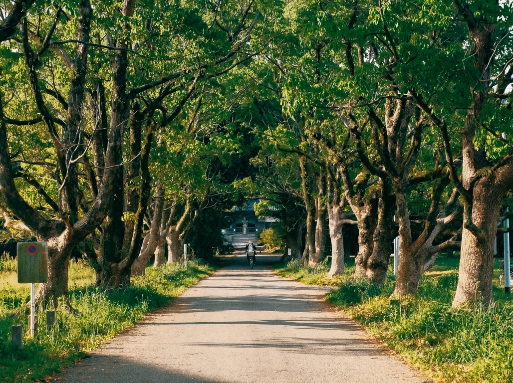 dong que Nhat Ban anh 39