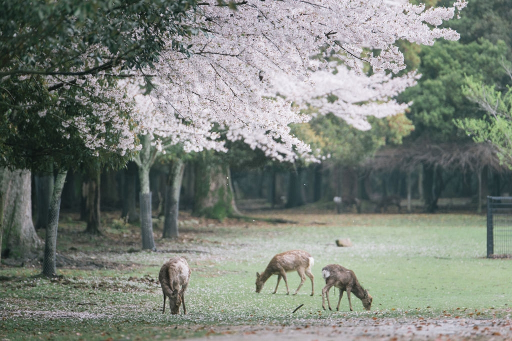Nai than Nhat Ban anh 2