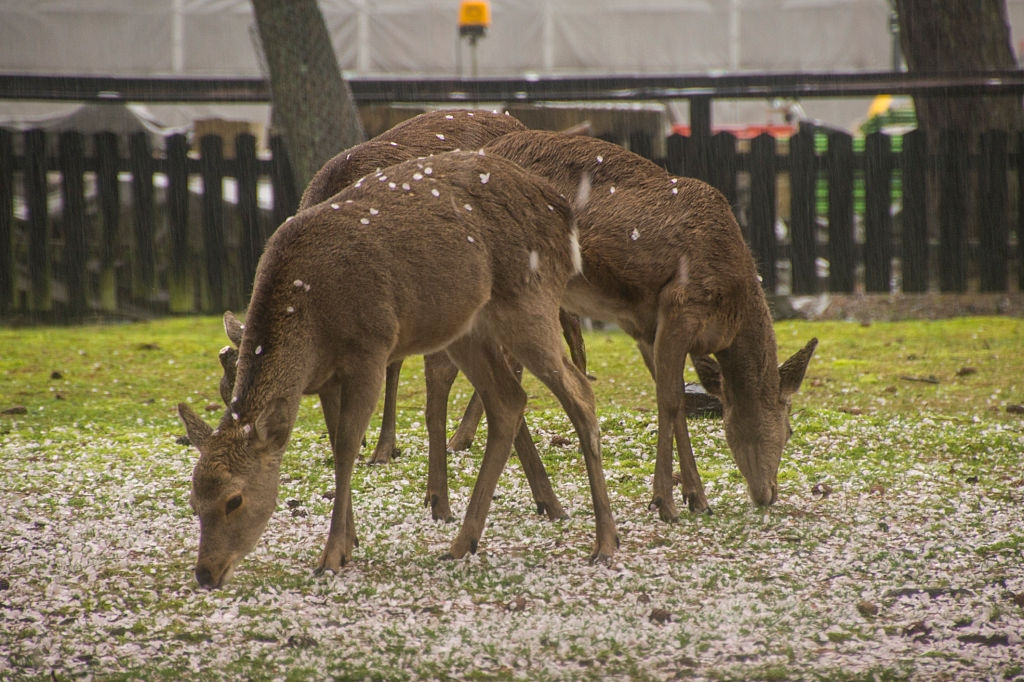 Nai than Nhat Ban anh 3