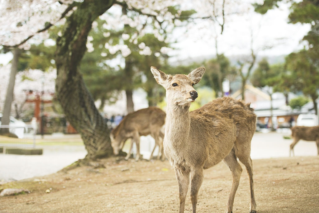 Nai than Nhat Ban anh 5