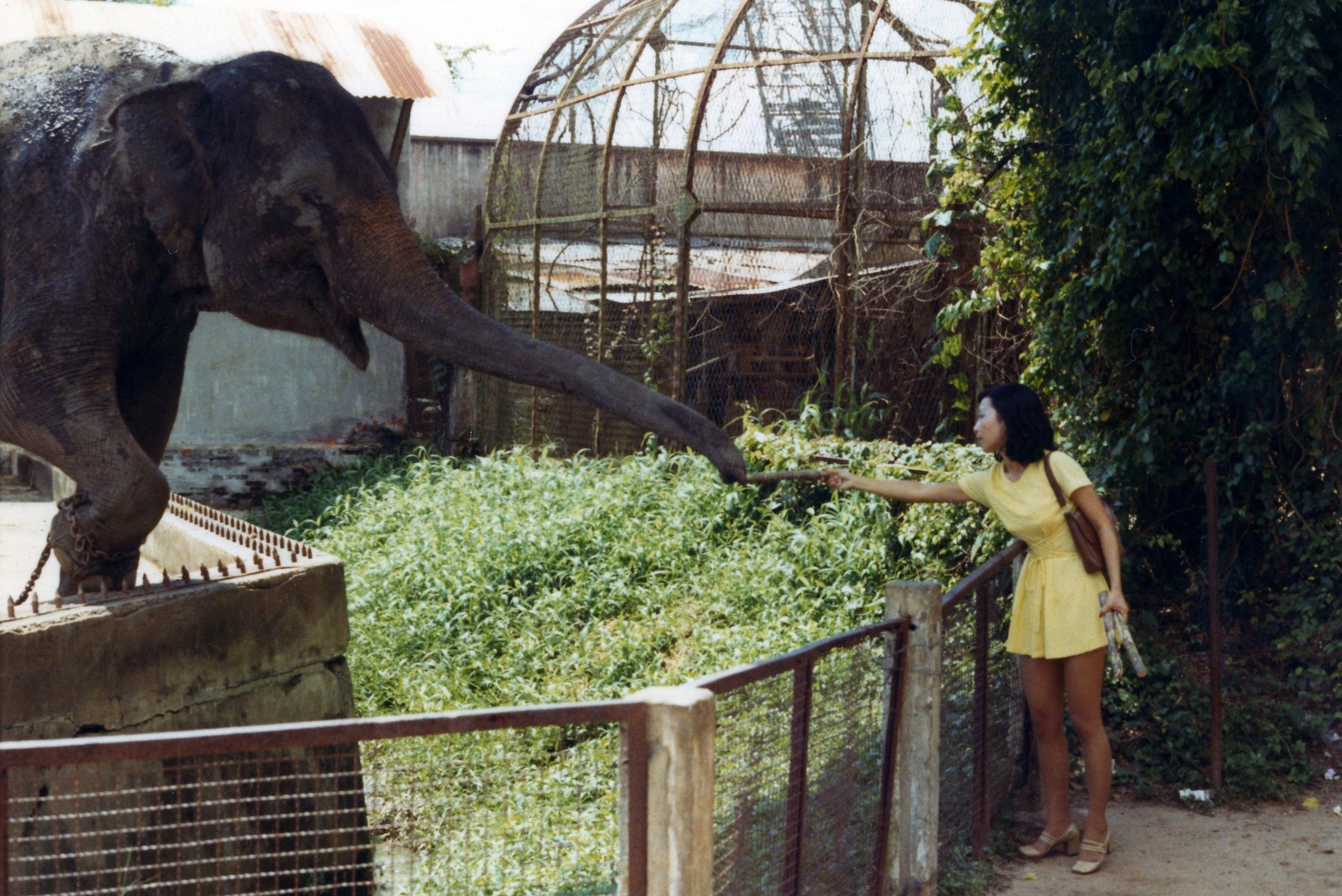 Thao Cam Vien qua nhung hinh anh nua the ky truoc hinh anh