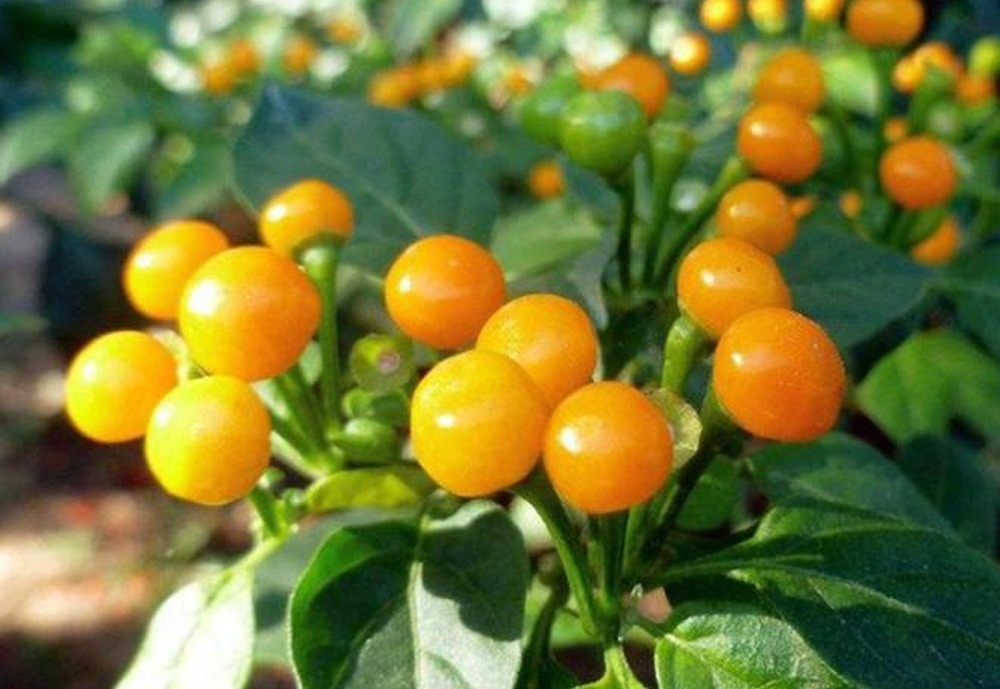 3 gia vi dat do nhat the gioi hinh anh