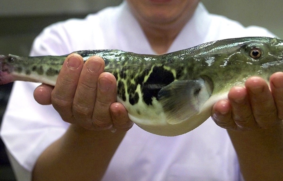 Mon ca gay chet nguoi tai Nhat Ban hinh anh